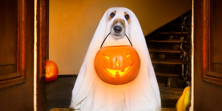 Happy Howl-oween! Send us photos of your pets dressed up in costume