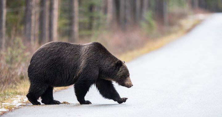 `Apex predators’: Pemberton. B.C., residents calling for better grizzly management