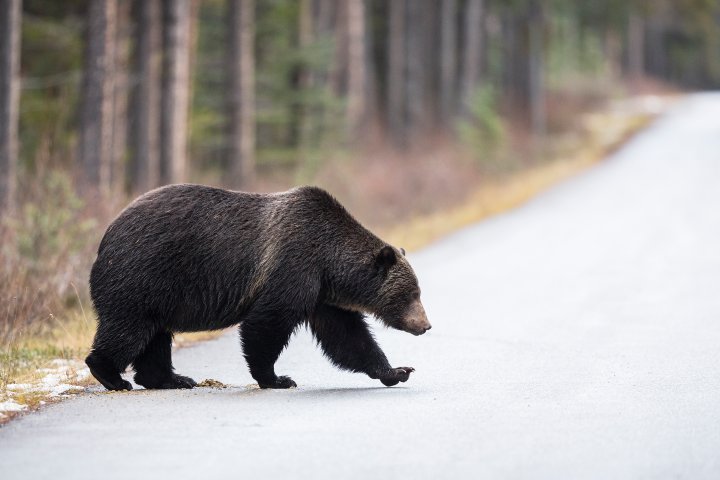 How to stay bear safe when hiking, camping: ‘Leave the dogs at home’