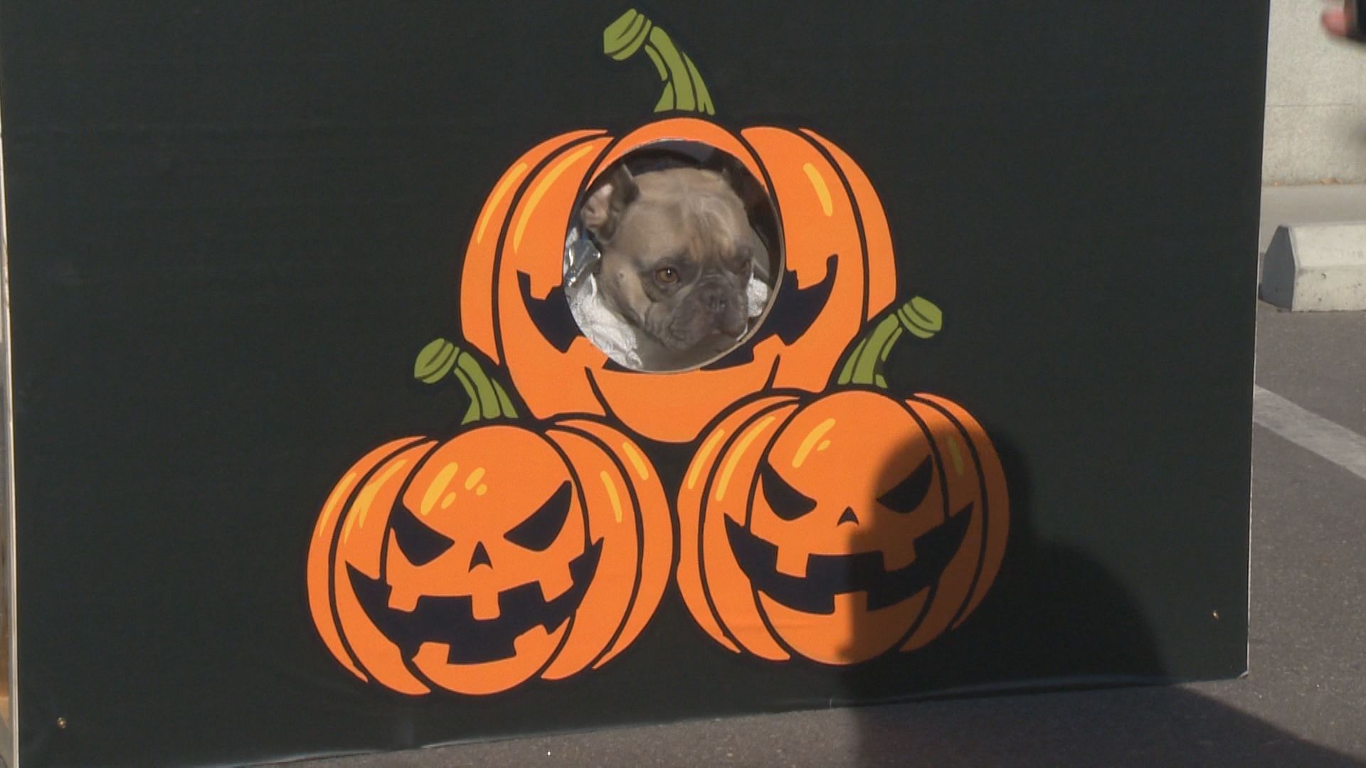 All toothy grins at Halloween Spooktacular event for dogs - Okanagan - Vimarsana News