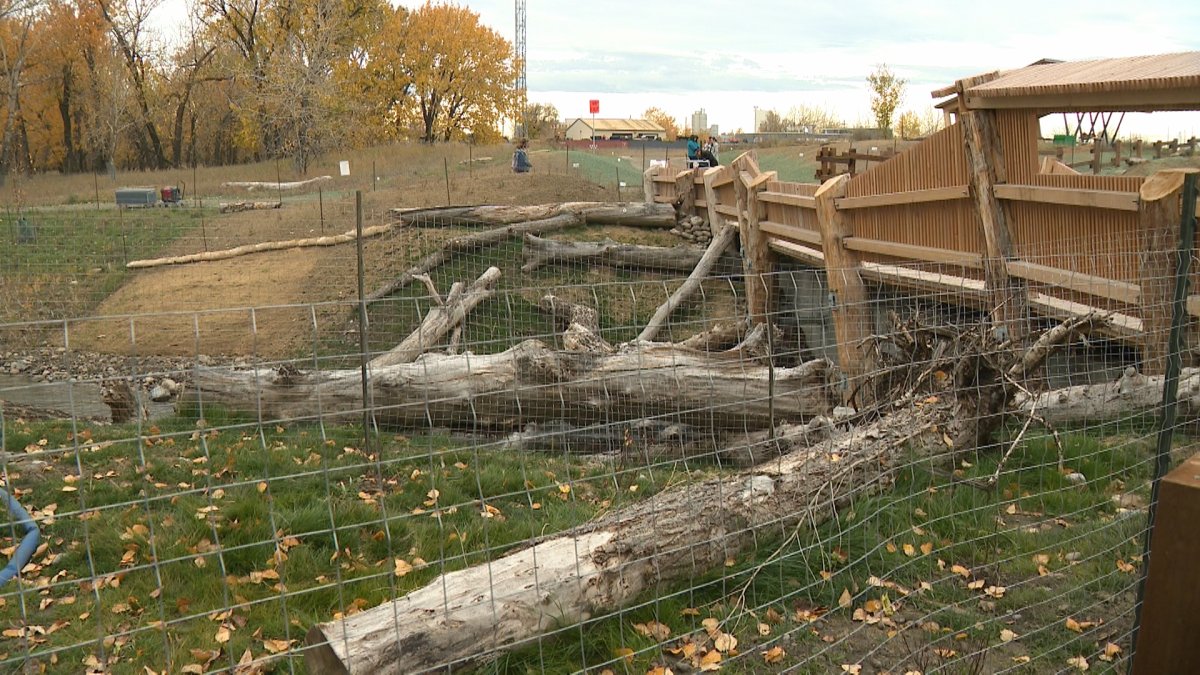 The Log Jam pedestrian bridge in Calgary's Inglewood Bird Sanctuary is pictured on Oct. 16, 2023.