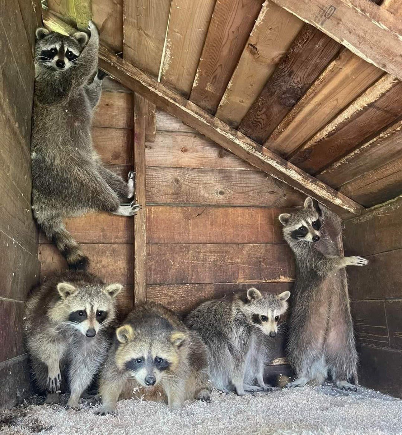 95 raccoons seized from Ontario rehab facility that says it has done nothing wrong