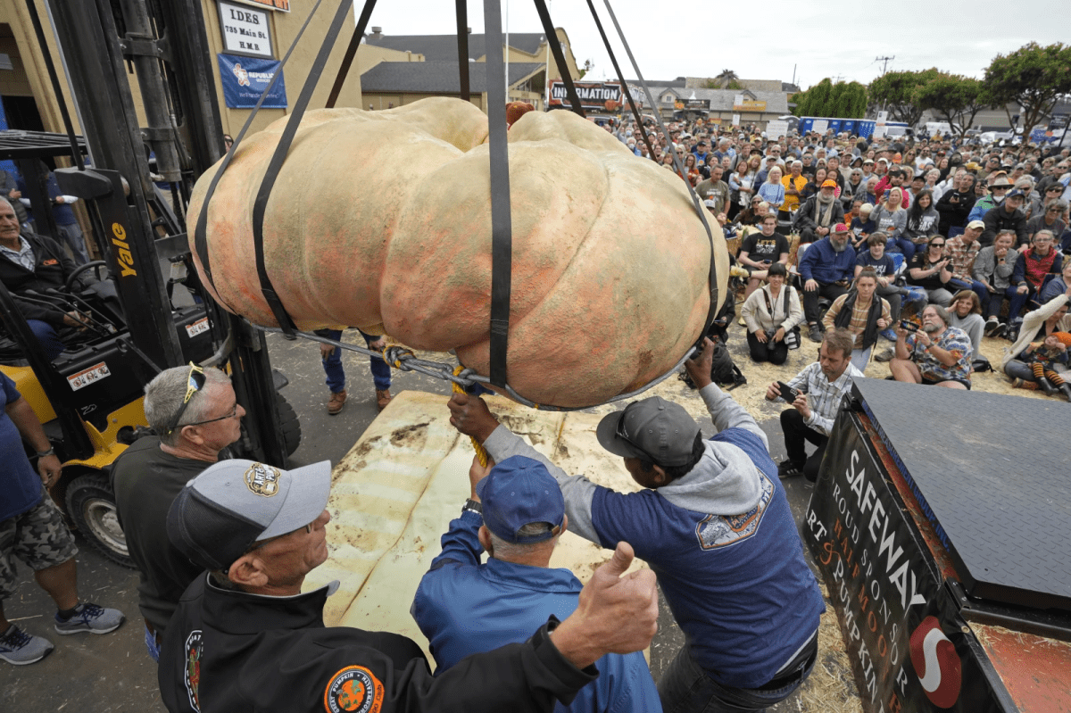 Michael Jordan the pumpkin is seen lifted in the air via a crane and straps. People wait below, balancing the pumpkin.