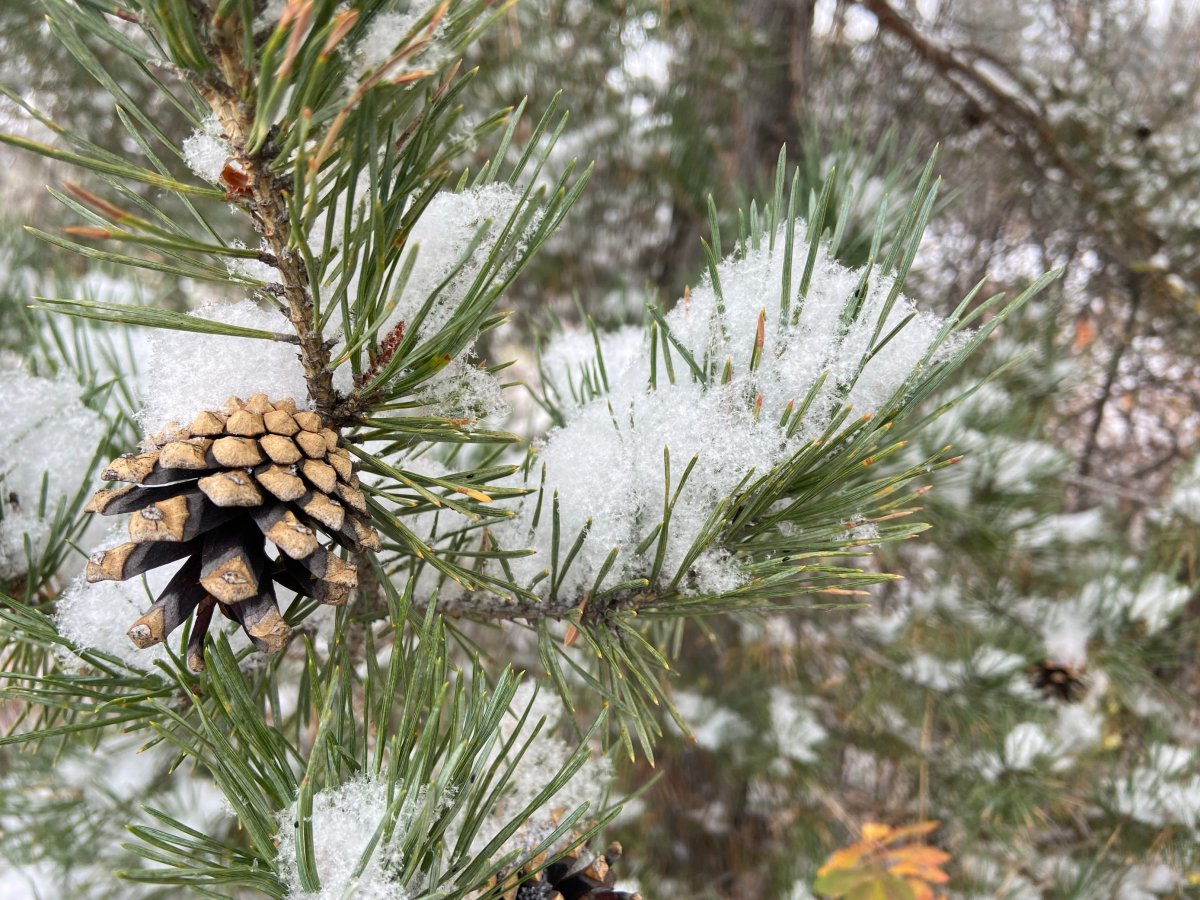 1st snowfall of season means delays, collisions on Edmontonarea roads