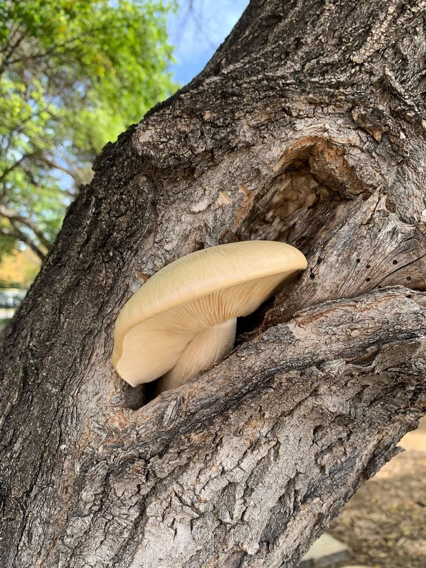 ‘Mushrooms are beautiful’ Enthusiasm for mushroom foraging growing in