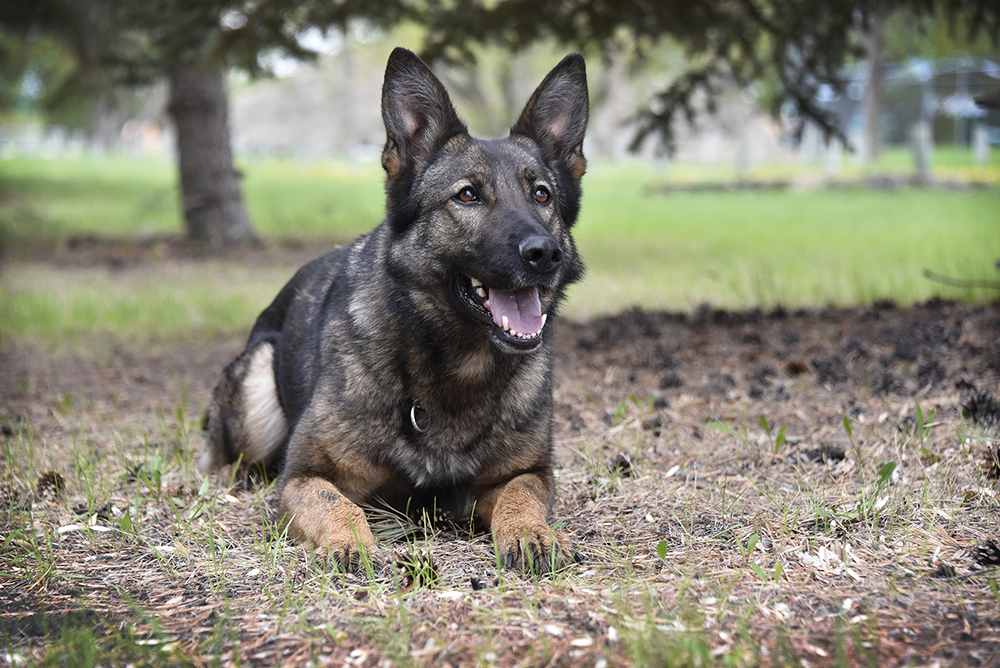 RCMP police dog Jolt.