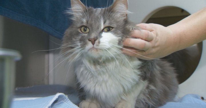 Montreal SPCA hosts free adoption day as shelter overwhelmed with surrendered pets