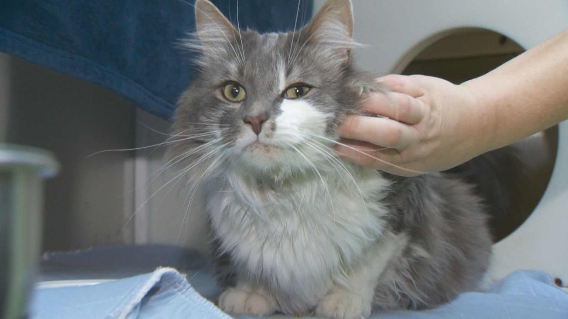 Montreal SPCA hosts free adoption day as shelter overwhelmed with surrendered pets