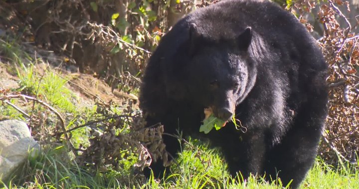 B.C. man gets 30 days in jail and $11K fine for killing black bear sow and cub