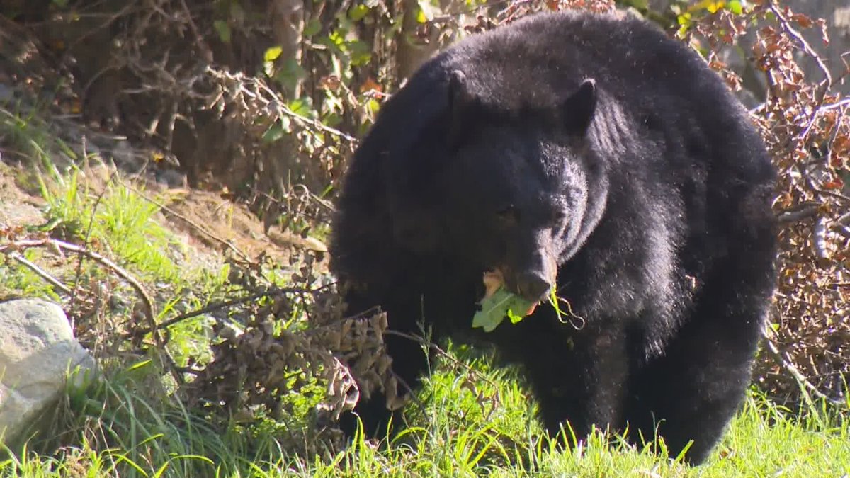 A large black bear with leaves in its mouth