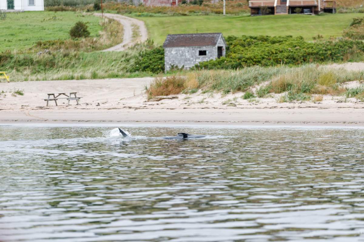 Shauna Madden and local fishermen encountered a great white shark swimming along North Bay Wharf in Ingonish, N.S. on Oct. 5, 2023. It's believed the shark was later found deceased and washed up on shore at nearby Broad Cove Beach.