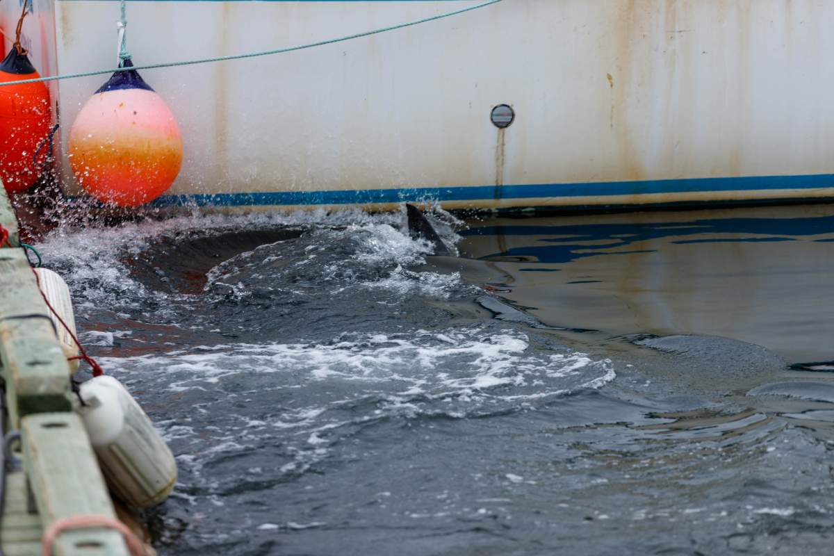 Shauna Madden and local fishermen encountered a great white shark swimming along North Bay Wharf in Ingonish, N.S. on Oct. 5, 2023. It's believed the shark was later found deceased and washed up on shore at nearby Broad Cove Beach.