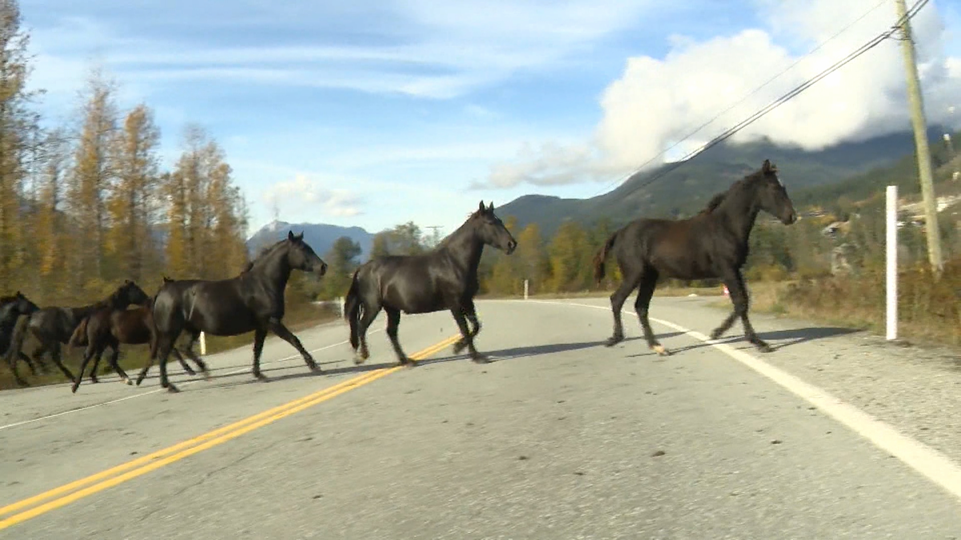 Safety concerns raised about Pemberton horses after 2 die in highway crash