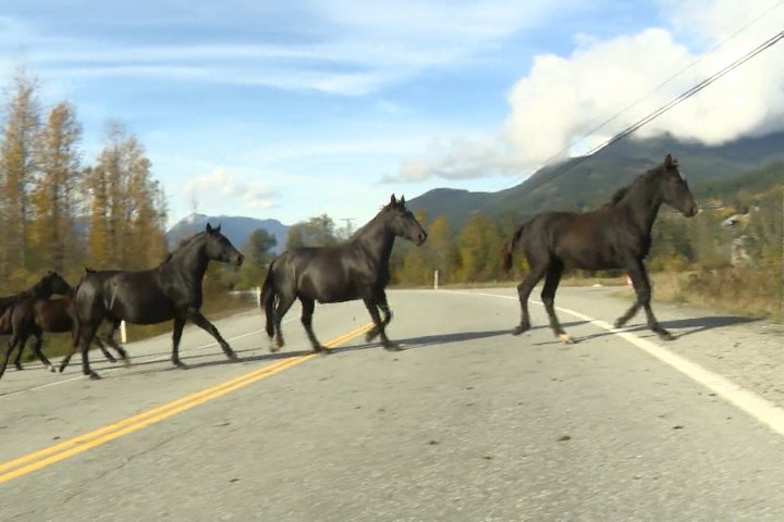Safety concerns raised about Pemberton horses after 2 die in highway crash