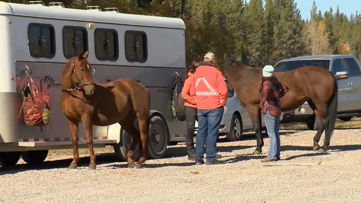 Horses and volunteers join a search for Amy Fahlman west of Calgary on Oct. 5, 2023.