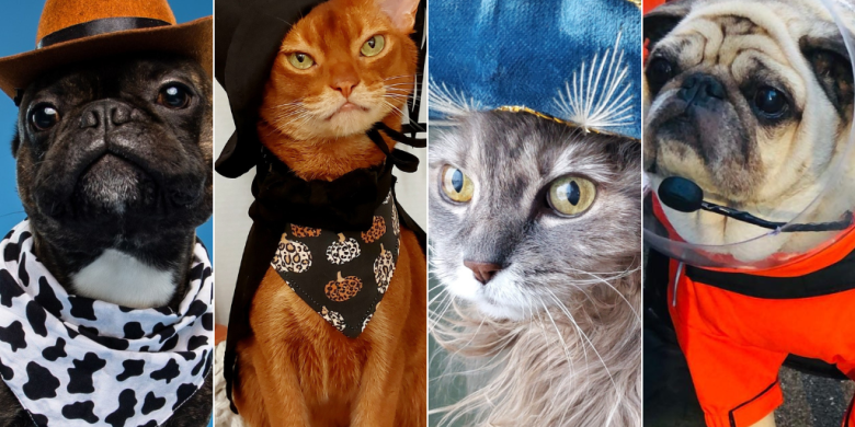 Happy Howl-o-ween! Global News readers share their pets' best costumes