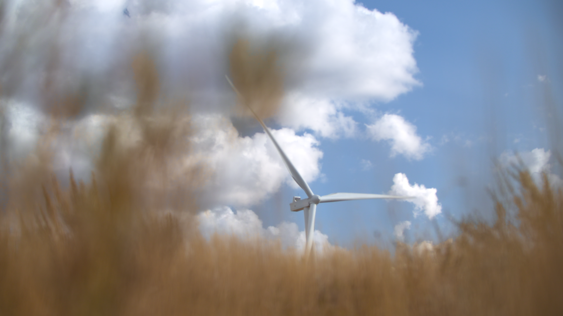 A wind turbine peaks through grasslands in 40 Mile County, Alta.