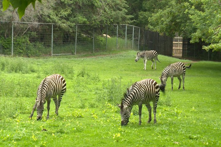 Sask. government footing bill for new zebra facility in Saskatoon