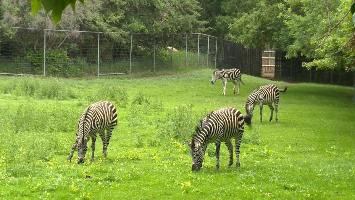 Saskatoon's striped additions to the zoo are getting a new facility as the weather gets colder.
