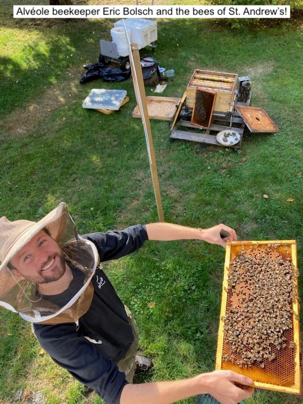 Discover the World of Bees - image