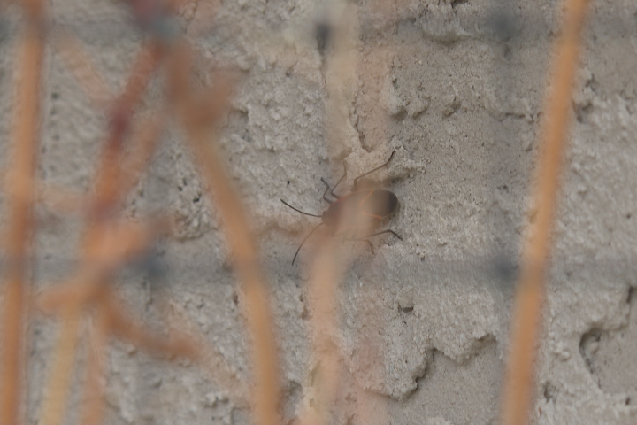Hot, dry conditions ideal for boxelder bug infestations - Vimarsana News