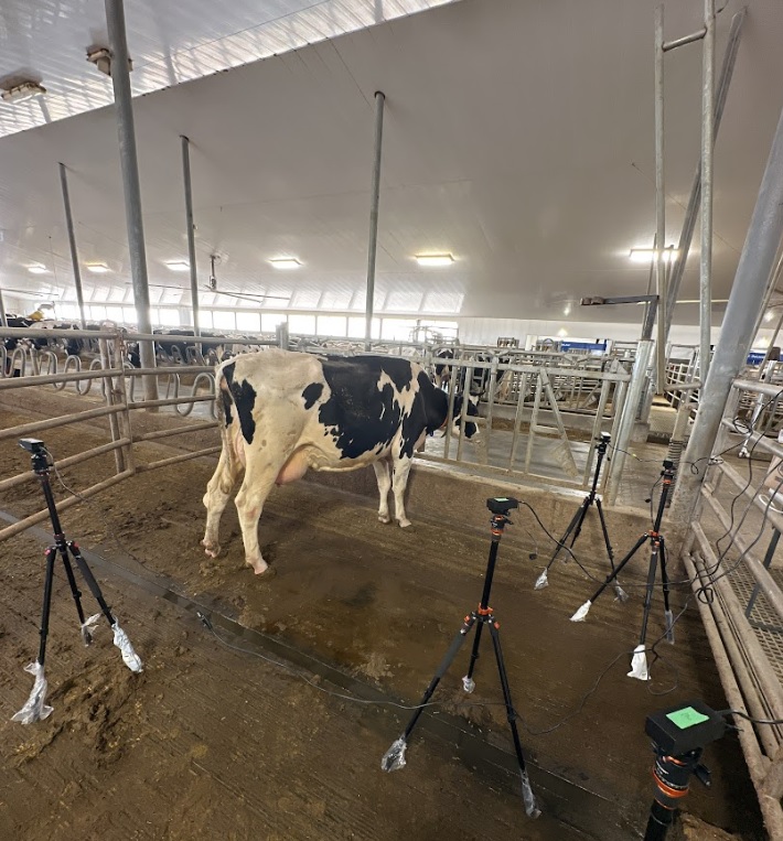 iClassifer is using AI to monitor dairy cow herd health.