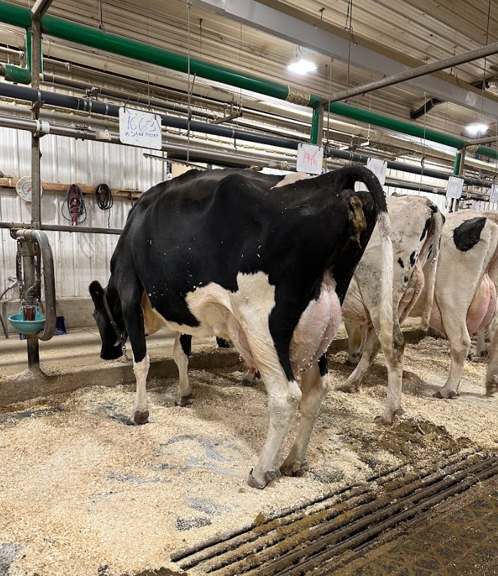 iClassifer is using AI to monitor dairy cow herd health.