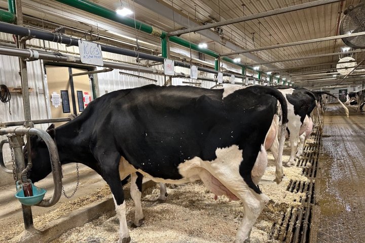 Alberta startup using tech and AI to track dairy cow health
