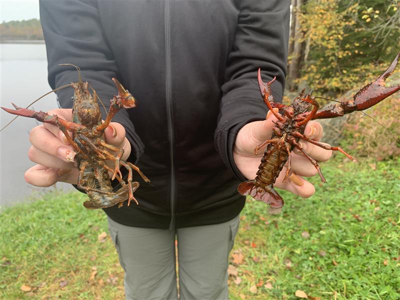 DFO monitoring an invasive crayfish species found in N.S. lake