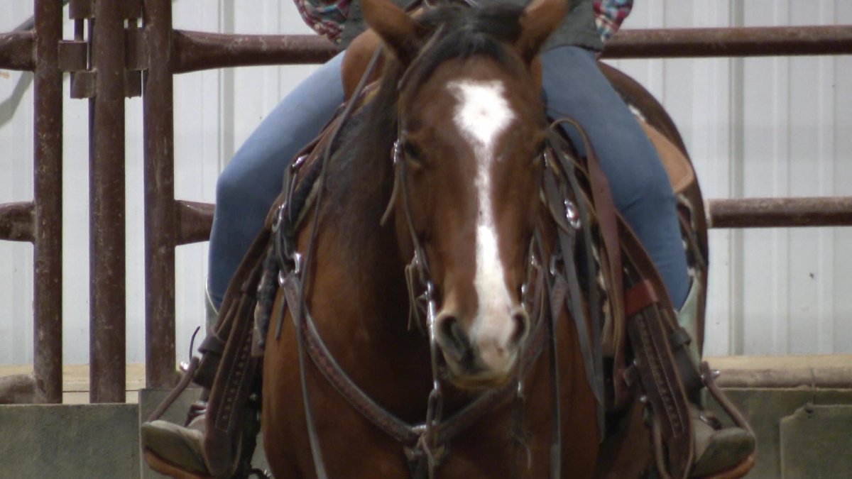 Saskatoon Equine Expo gives horse-owners a chance share experiences regardless of their horse breed or equine discipline.