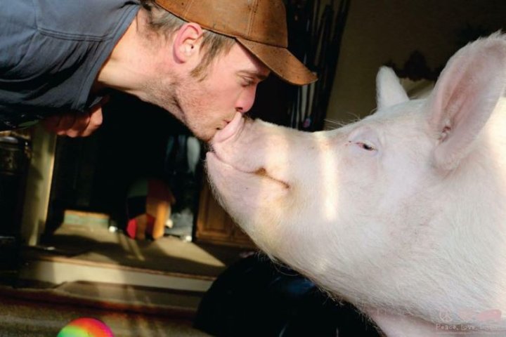 Esther the Wonder Pig dies after being pain, cancer-free for years, Ontario owner says
