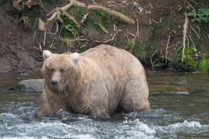 Battle of the bulge: The winner of Fat Bear Week 2023 is... - Vimarsana News