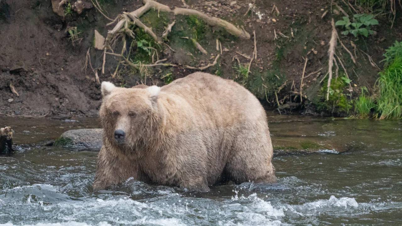 Champions of Chomp: Meet the flabby Fat Bear Week contenders for