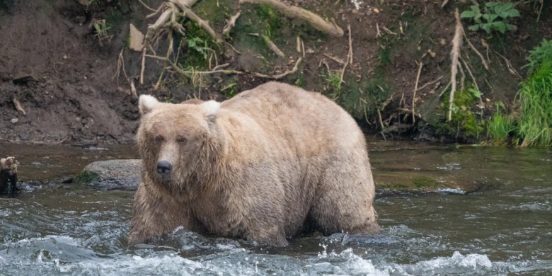 Battle of the bulge: The winner of Fat Bear Week 2023 is...