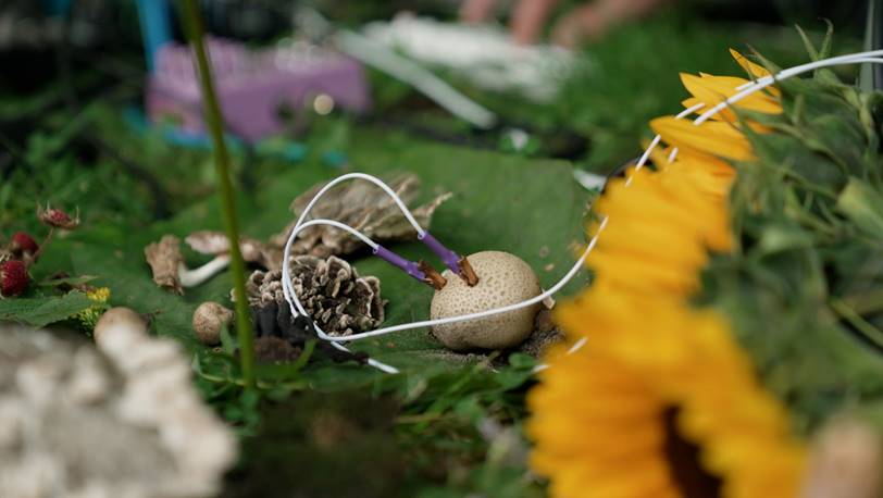 Fungi Frenzy: The new reasons to elevate mushrooms - Vimarsana News