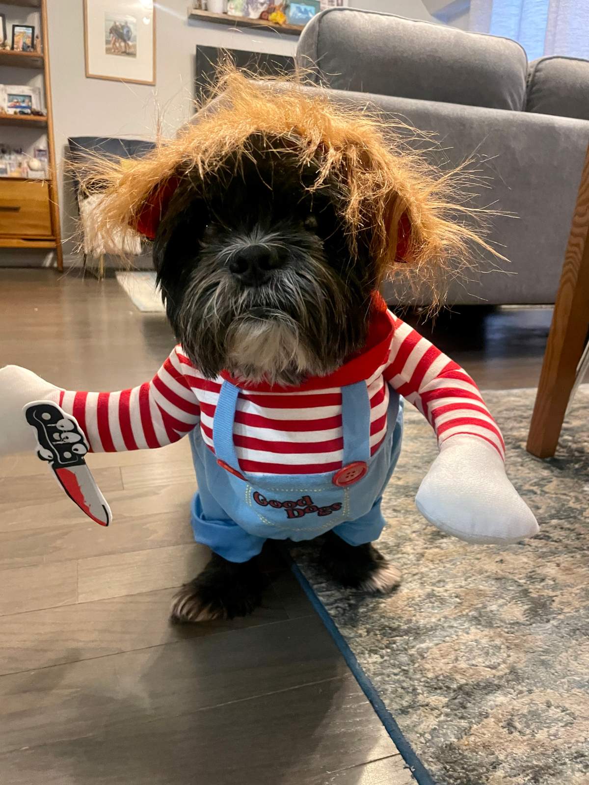 Dog in Chucky costume