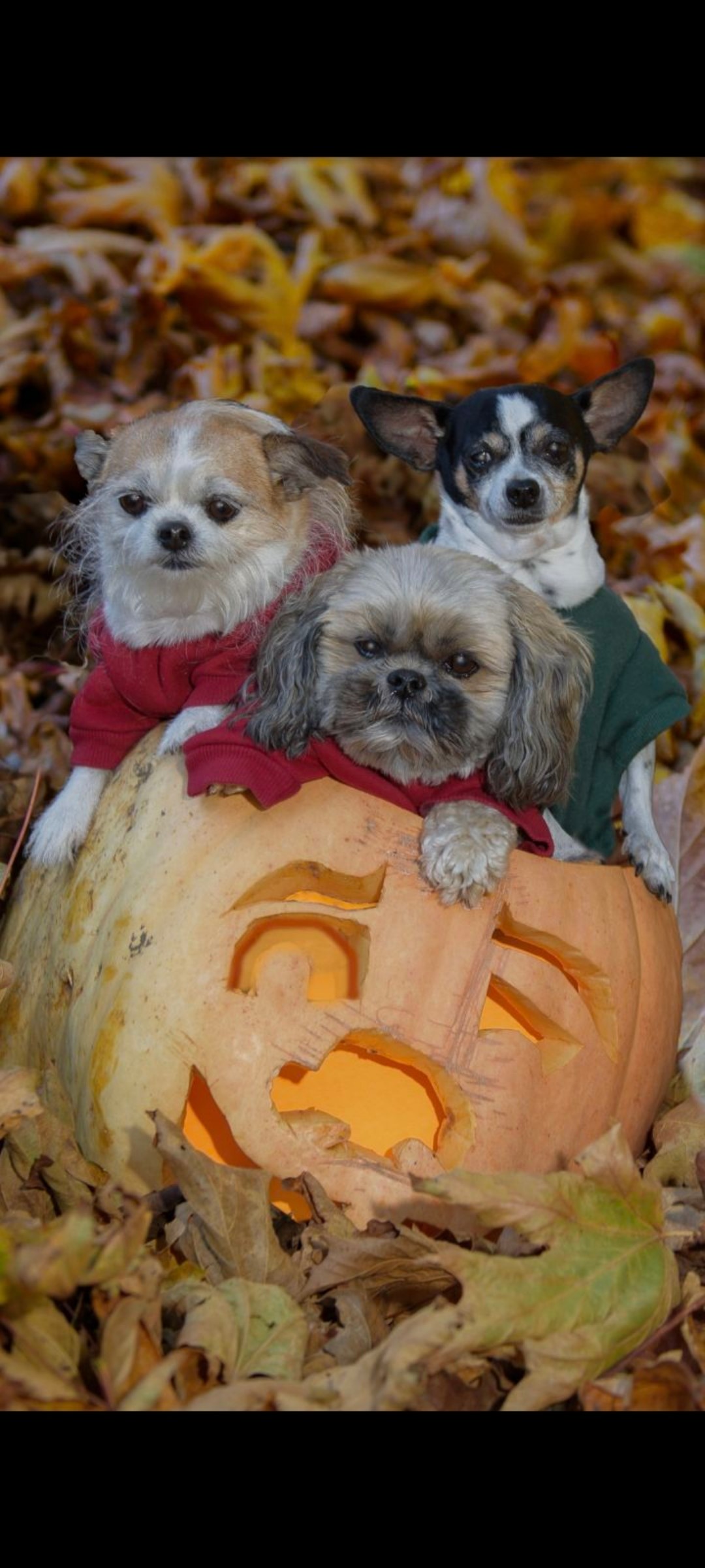 – Sue Mitchell, Duncan, B.C.