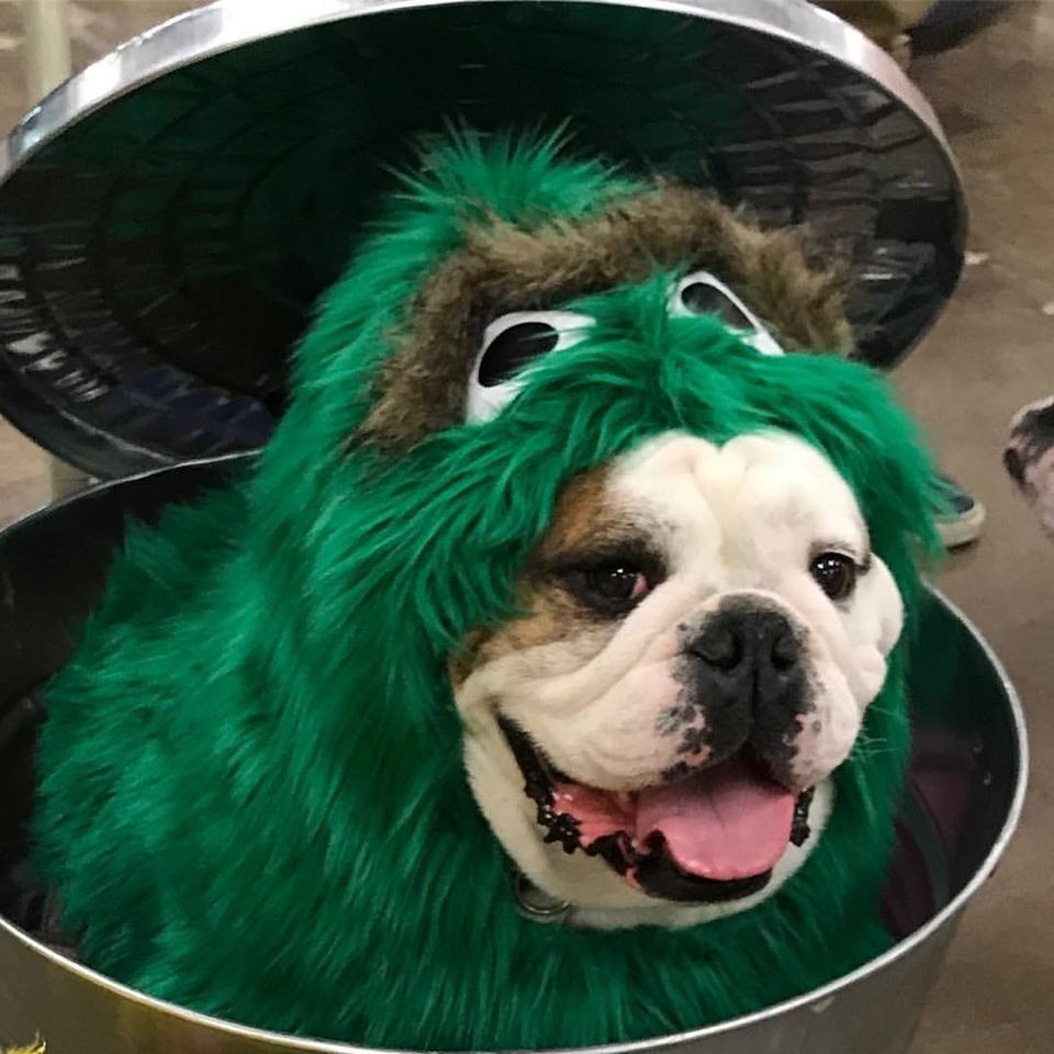 Bulldog 2024 grinch costume