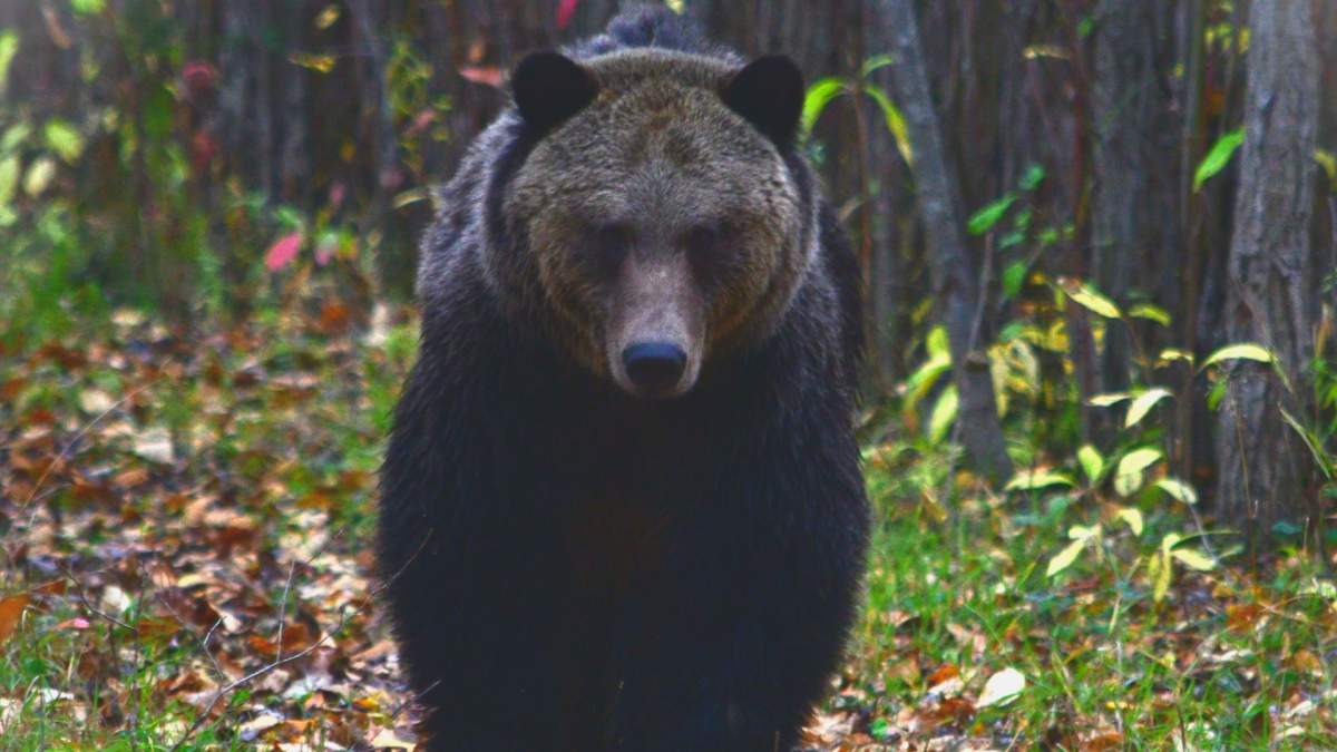 The woman was able to snap this photo of the bear.