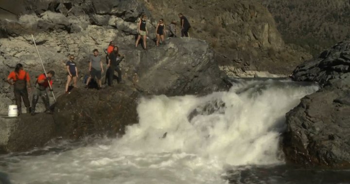 B.C. volunteers race to rescue stranded salmon in Fraser Canyon by hand