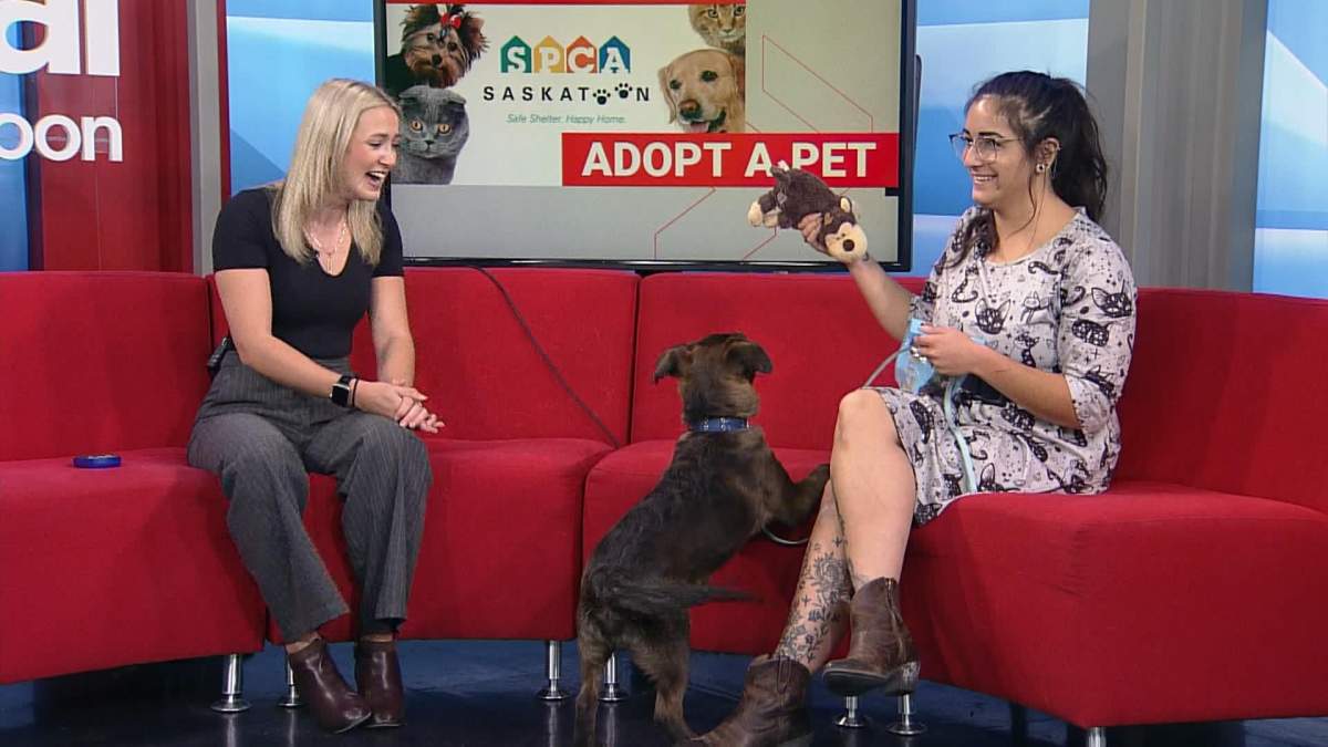 The Saskatoon SPCA is looking for more foster homes as it gets ready to move to its new location in the new year.