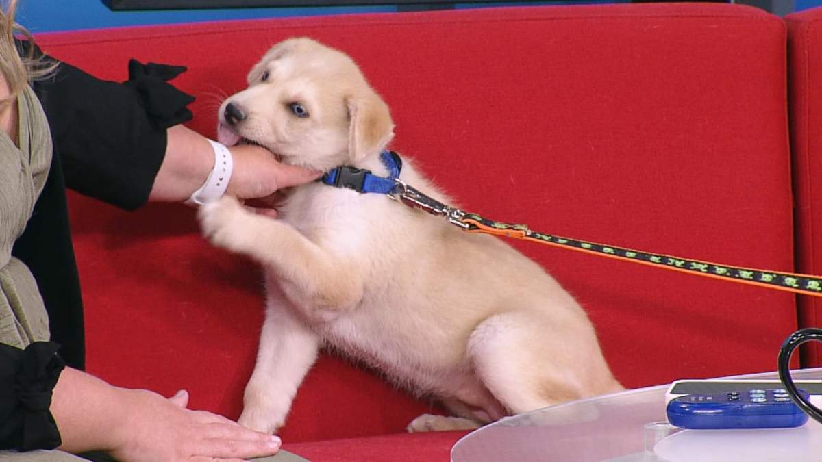 Some of the past pups featured by the Saskatoon SPCA.