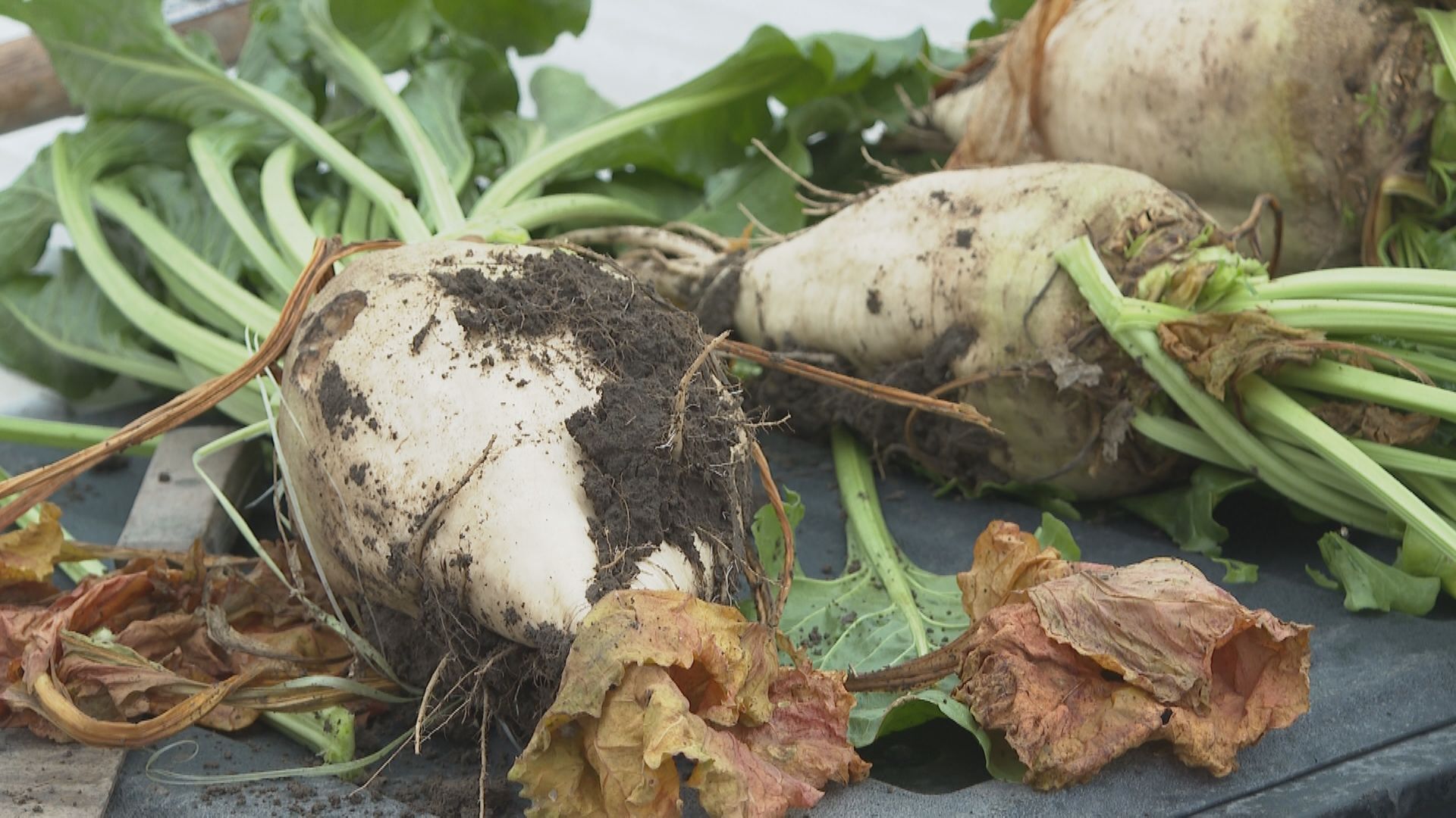 Sweet year for Alberta sugar beet growers