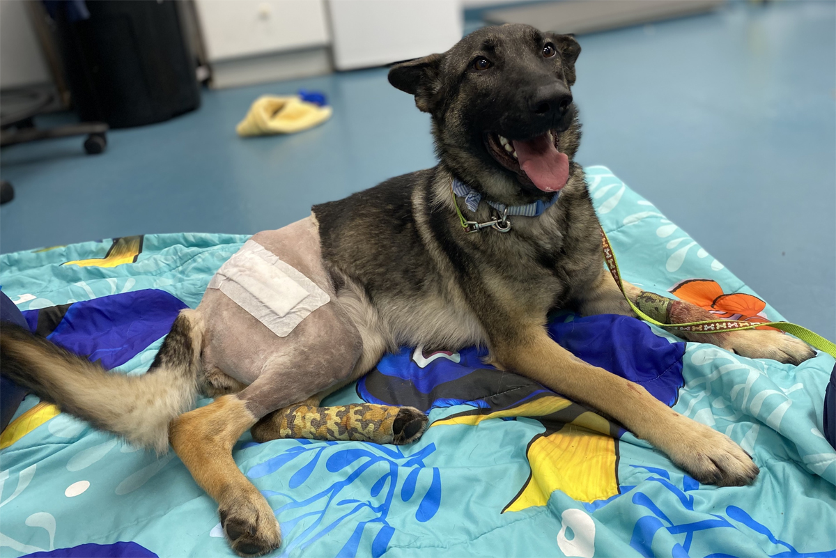 Sylvia after surgery.