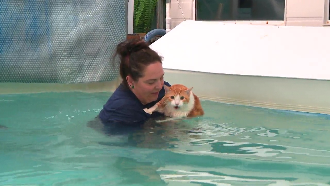 Cat swimming best sale to lose weight