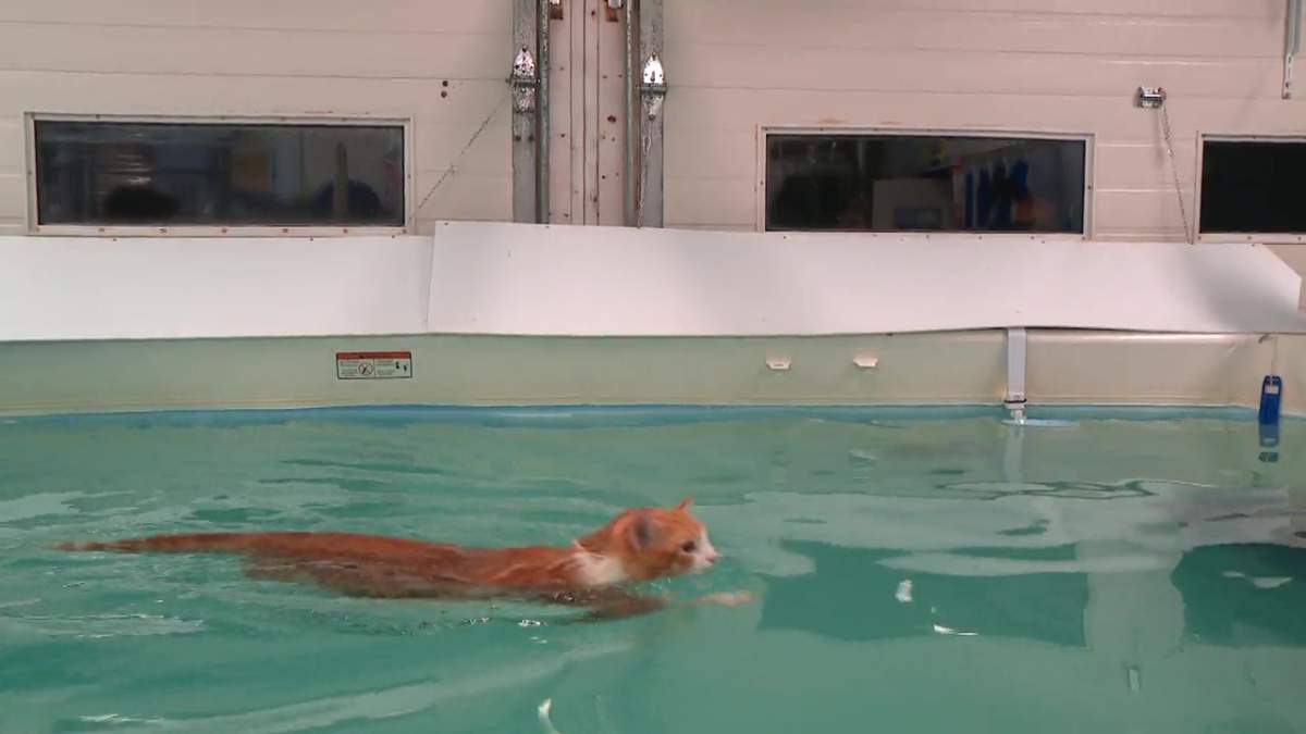 Peaches can swim without a life jacket, but the trainers at Frisky Pup Canine Hydrotherapy & Fitness usually use life jackets with the animals they supervise.