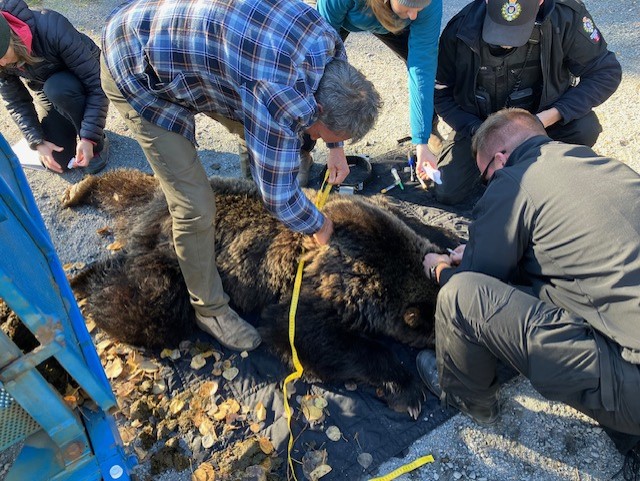 A wildlife biologist, wildlife Safety response officer and conservation officer assessing the bear and taking biometrics prior to its release.