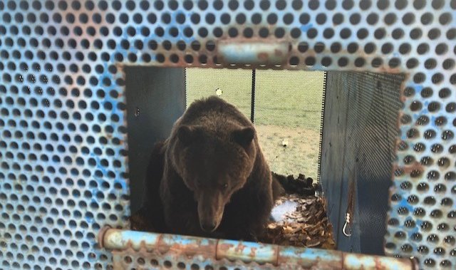 Grizzly bear captured in Whistler, will be relocated away from community