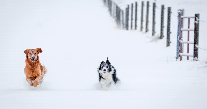 卑诗省动物保护协会提供冬季天气下保护宠物安全的技巧