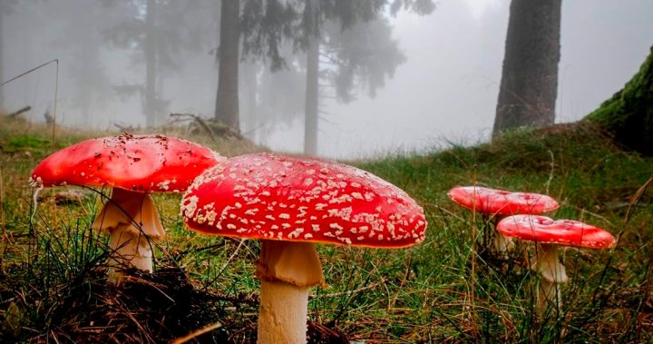 ‘It’s like a treasure hunt’: B.C. conditions are magic for mushrooms